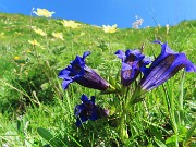 31 Gentiana acaulis (Genziana di Koch) e Pulsatilla alpina sulphurea (Anemone sulfureo) 